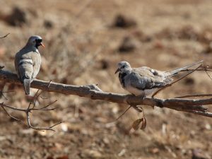 Namaqua Dove (Oena capensis)