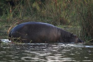 Common Hippopotamus (Hippopotamus amphibius)